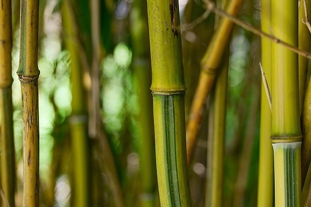 Bamboo stalks — photo @vipervaa